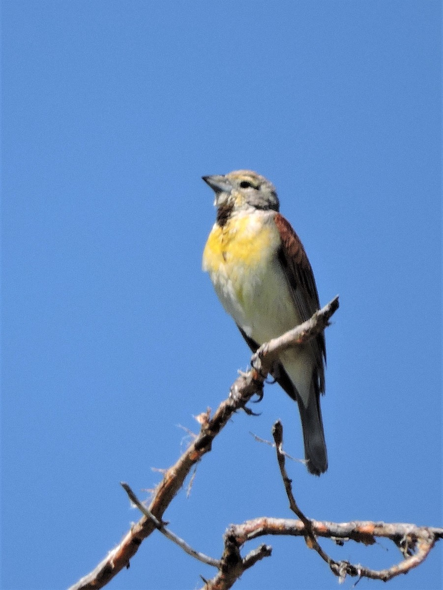 Dickcissel - ML247144991