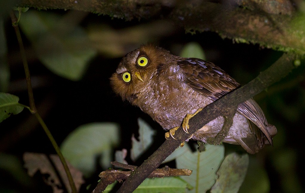 Flores Scops-Owl - Peter Ericsson