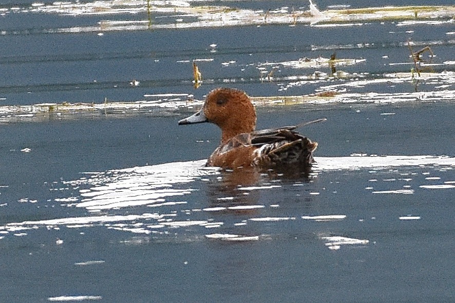 Eurasian Wigeon - ML247147211