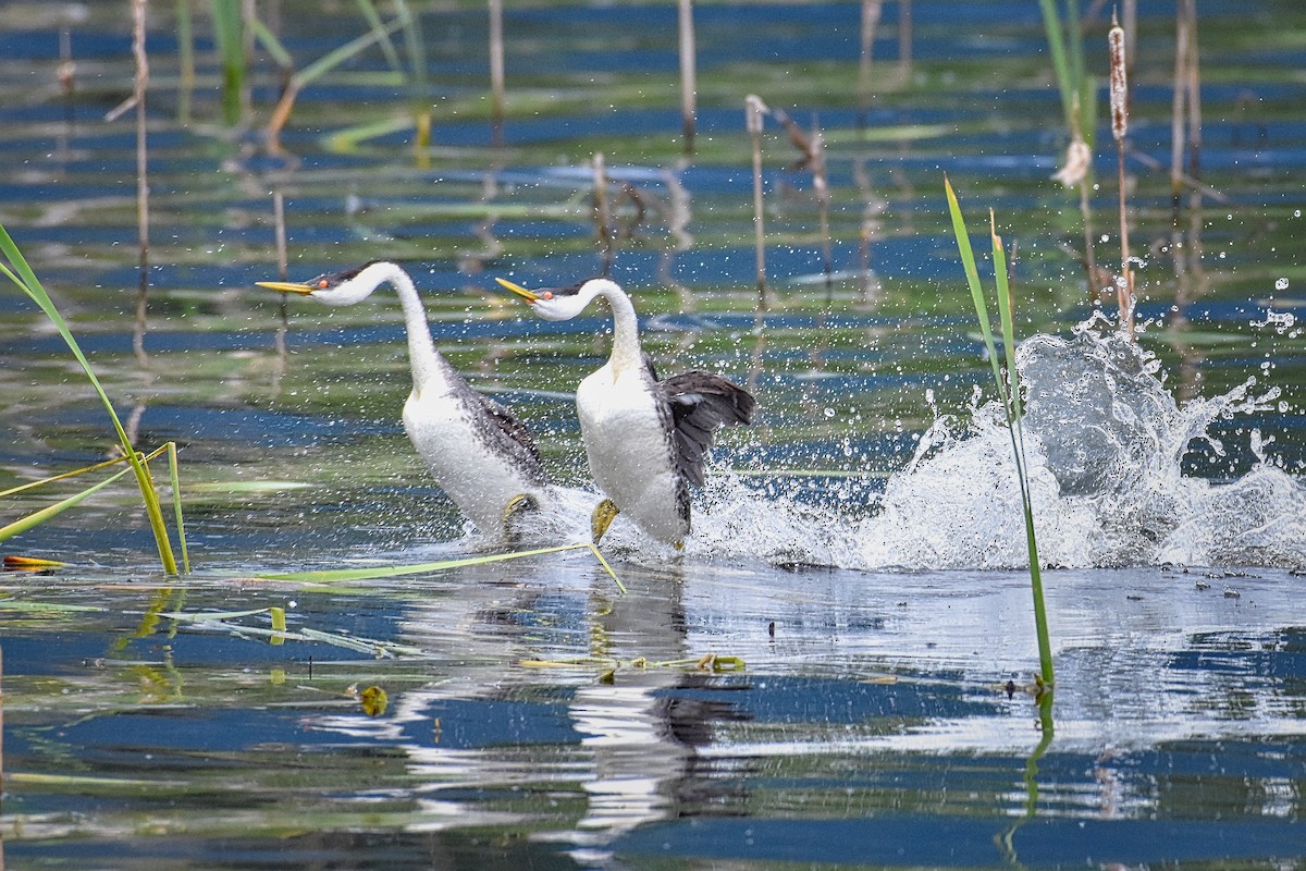 Western Grebe - ML247147891