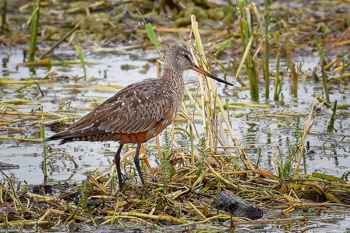 Hudsonian Godwit - ML247147991