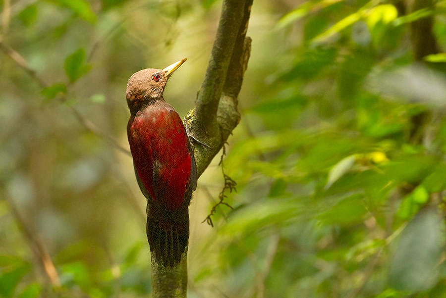 Maroon Woodpecker - ML247148171