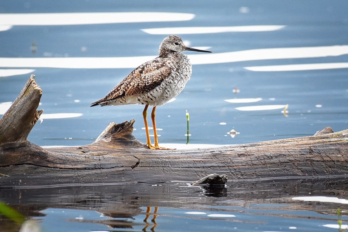 Lesser Yellowlegs - ML247148311