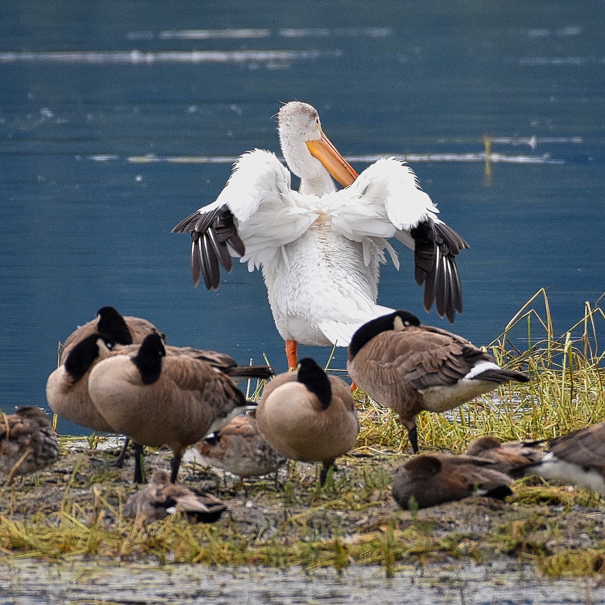 pelikán severoamerický - ML247148321