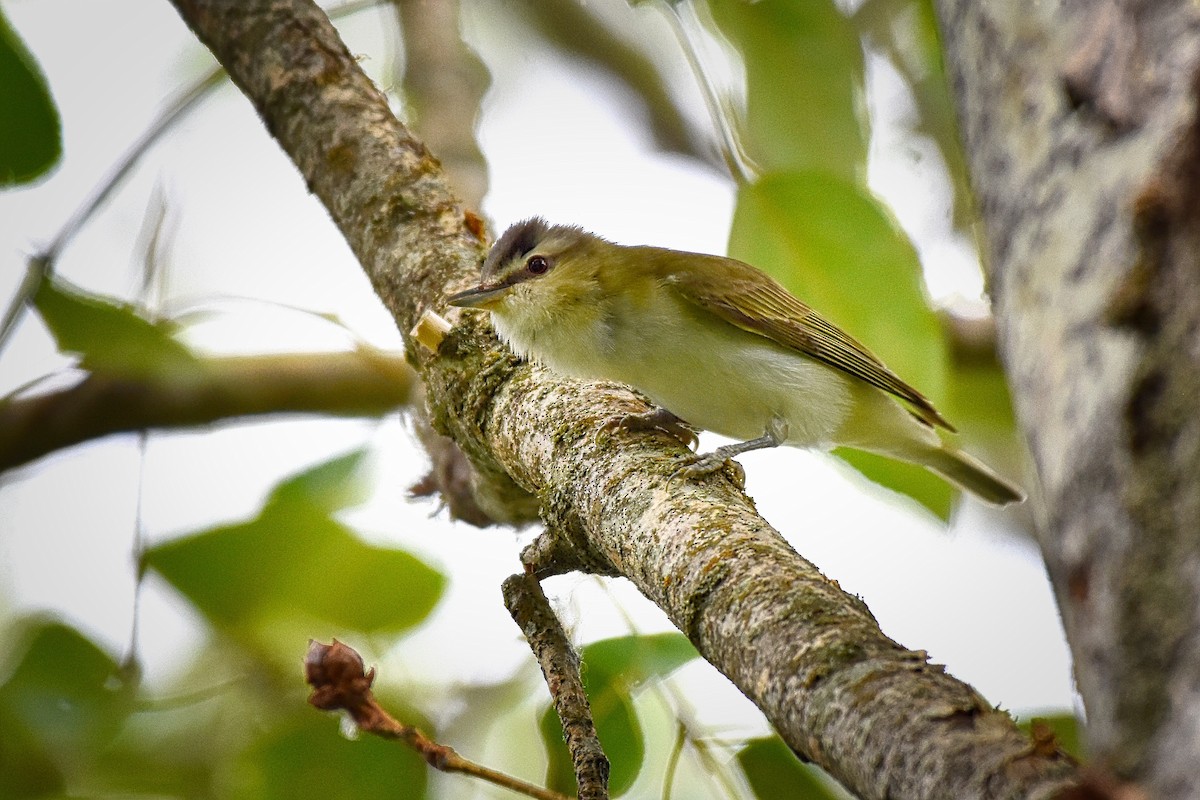 Kızıl Gözlü Vireo - ML247148351