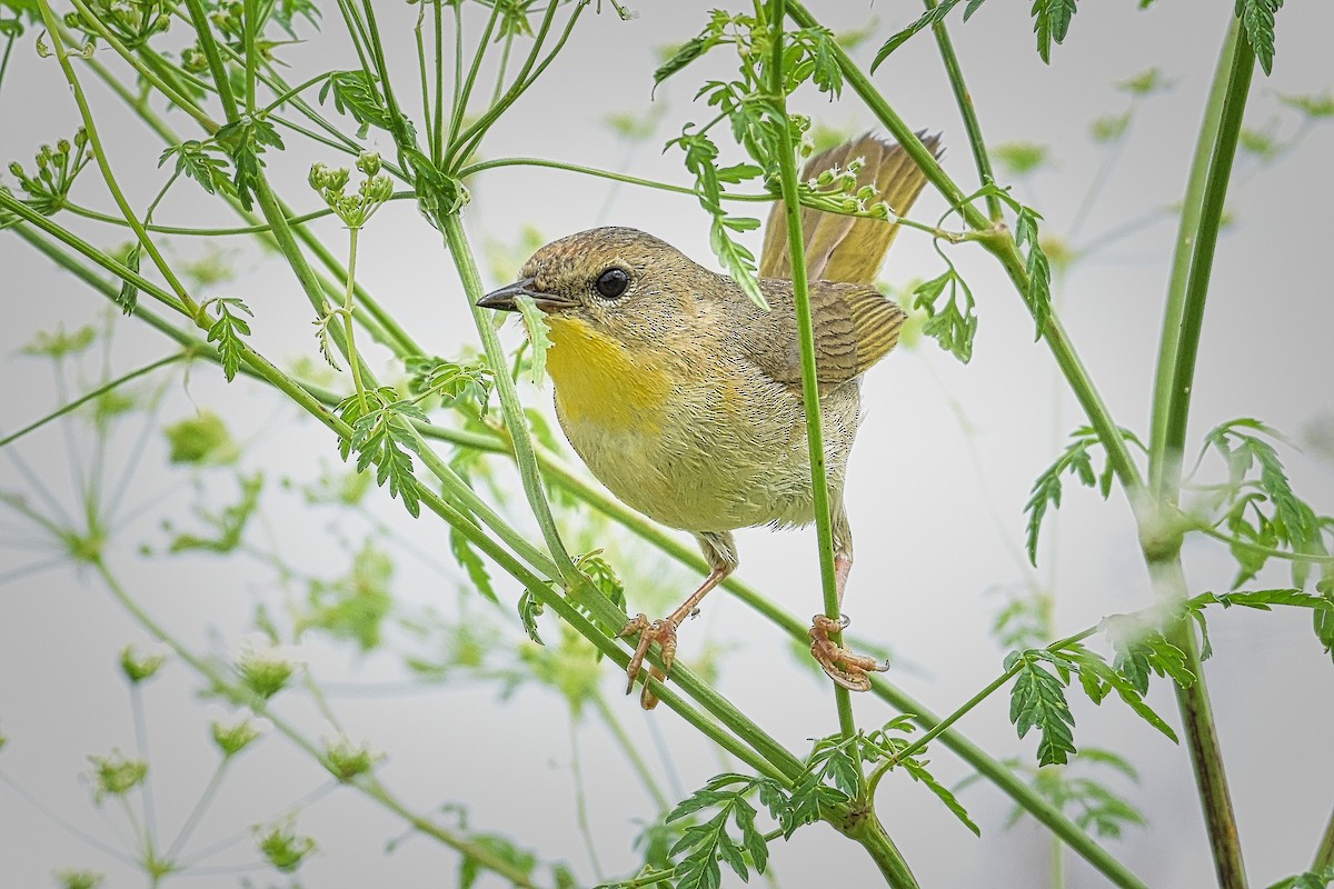 Common Yellowthroat - ML247148421