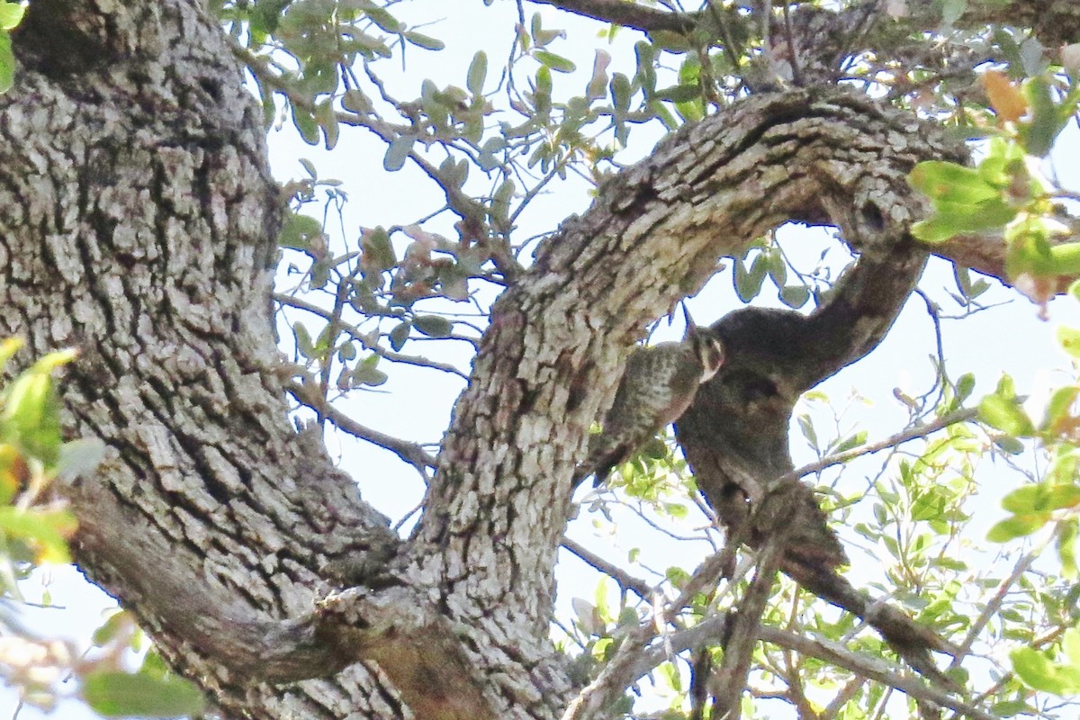 Arizona Woodpecker - Babs Buck