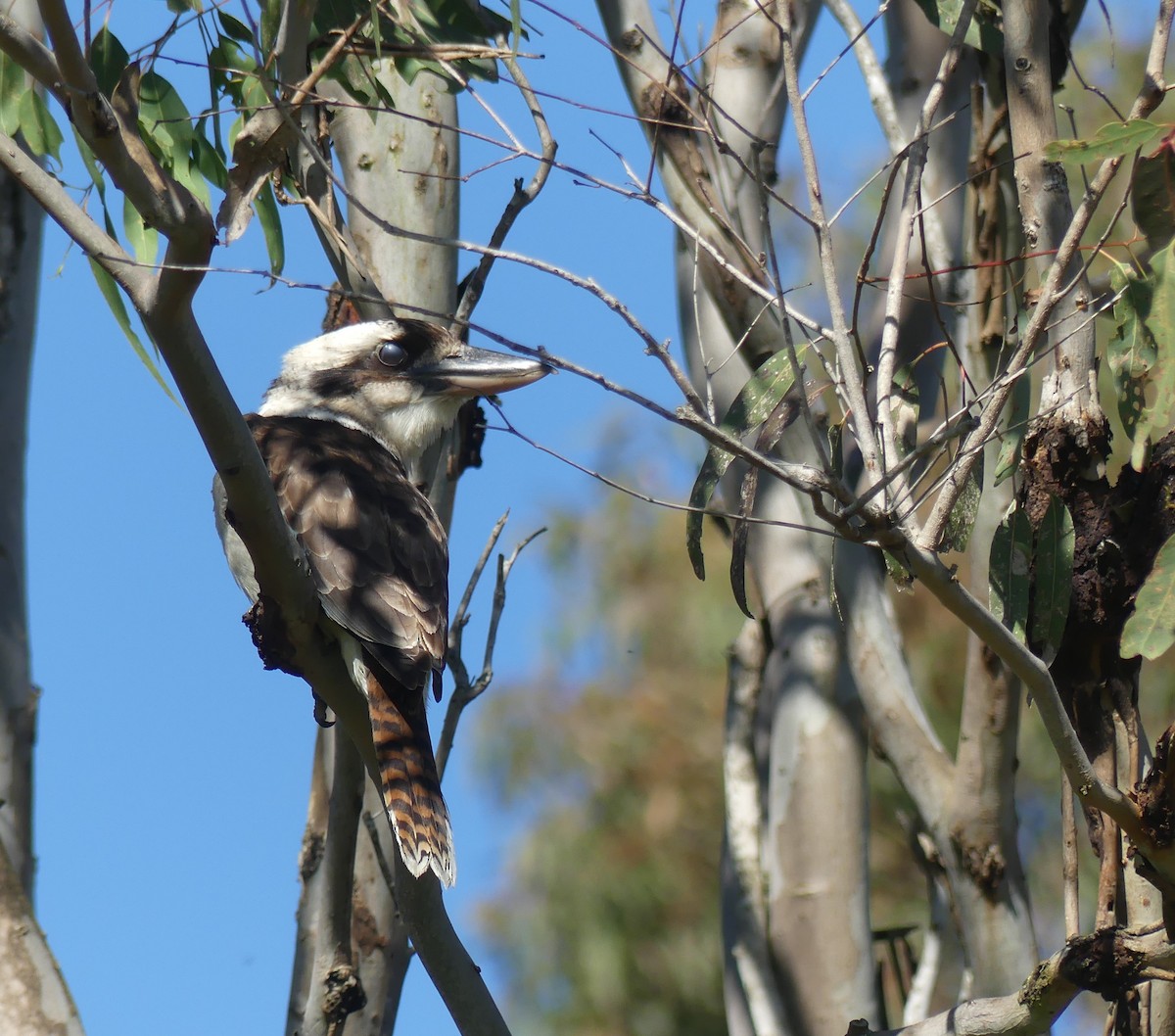 Laughing Kookaburra - ML247151671