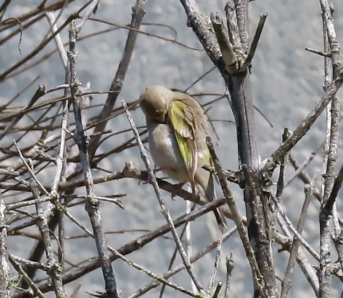 Lawrence's Goldfinch - ML247154111