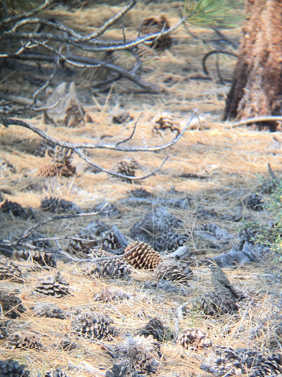 Townsend Soliteri - ML247154321