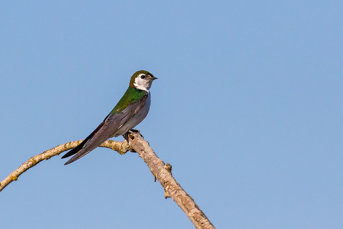 Violet-green Swallow - ML247154881