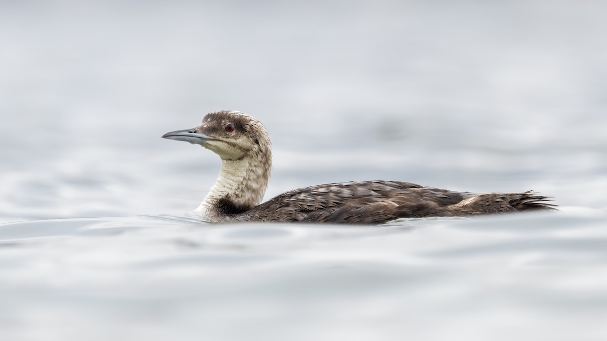 Pacific Loon - Sharif Uddin