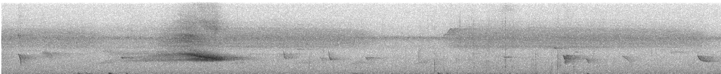 Сверкающий дронго (longirostris) - ML247157