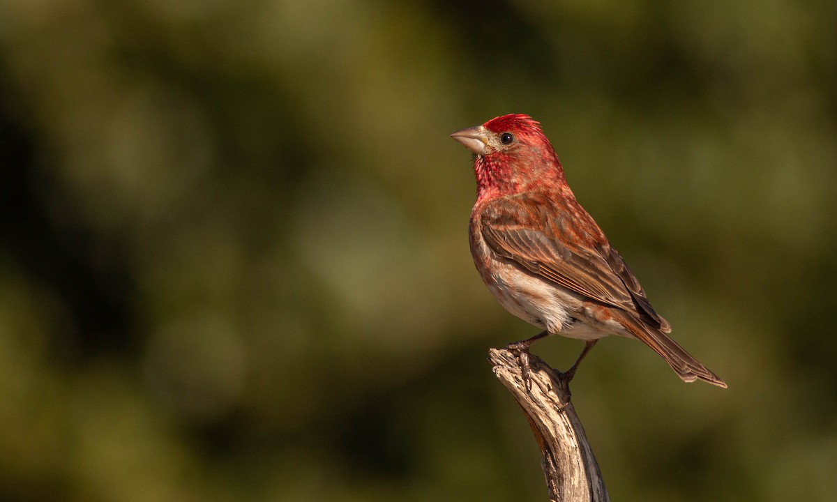 Purple Finch - ML247158221