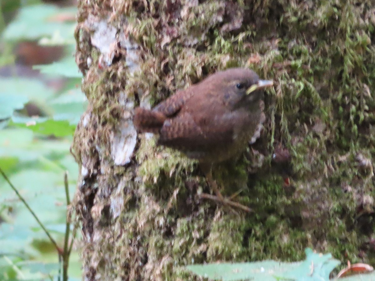 Pacific Wren - Andy N