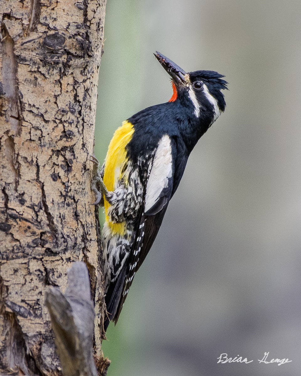 Williamson's Sapsucker - ML247159221