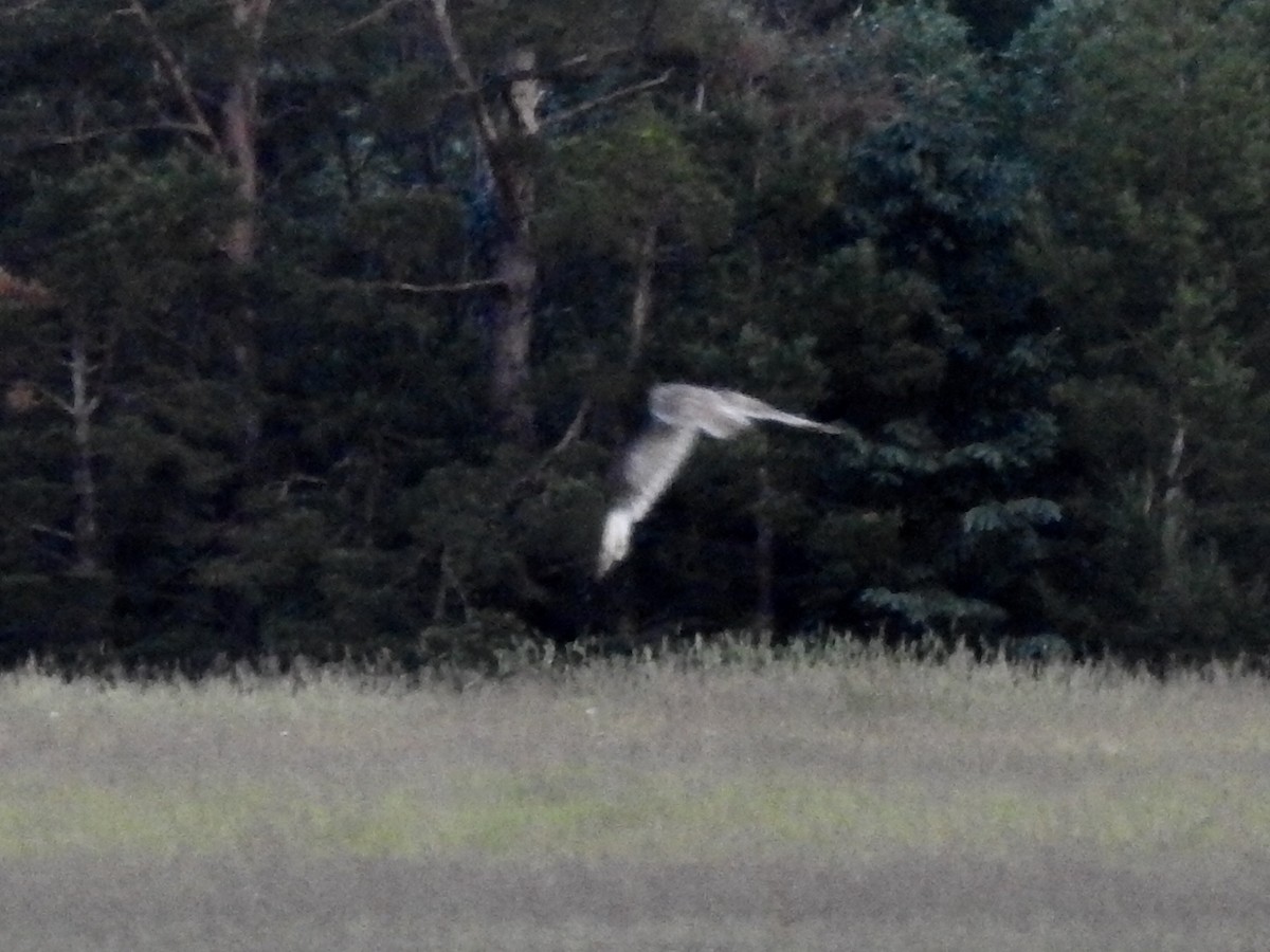 Short-eared Owl - ML247160931