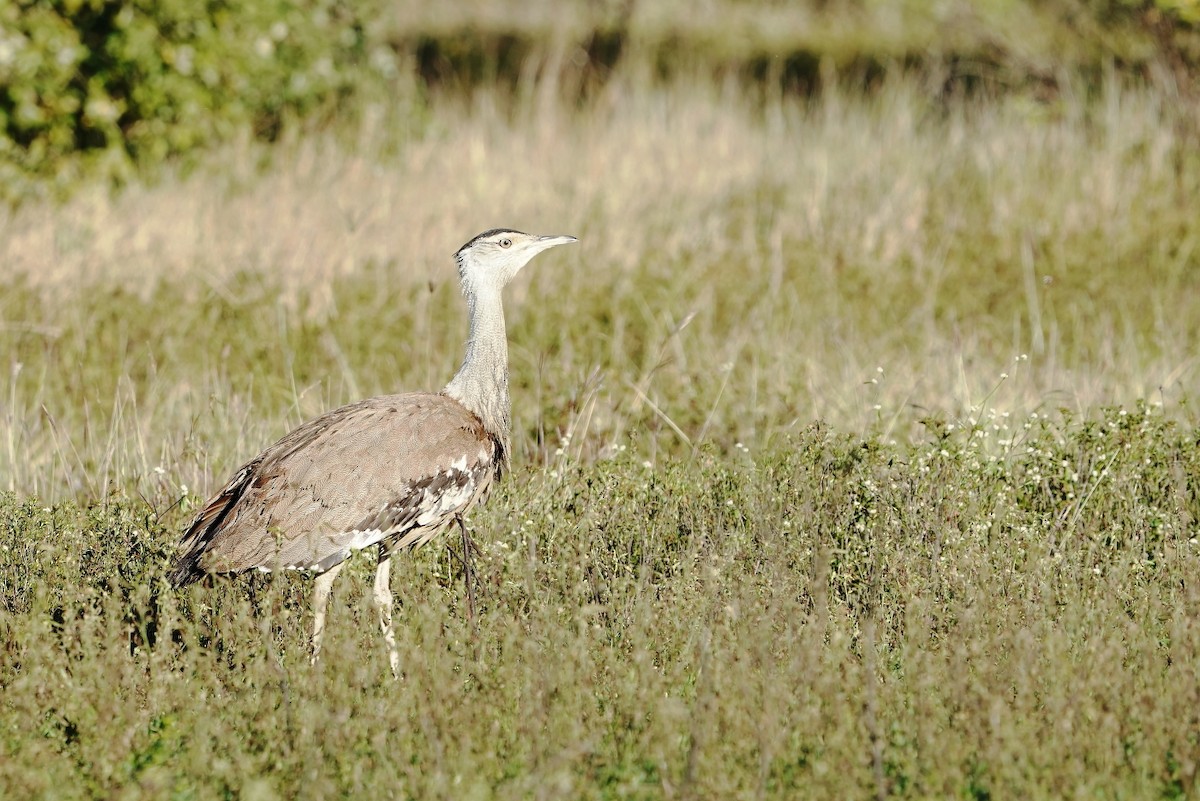 Australian Bustard - Tony Ashton