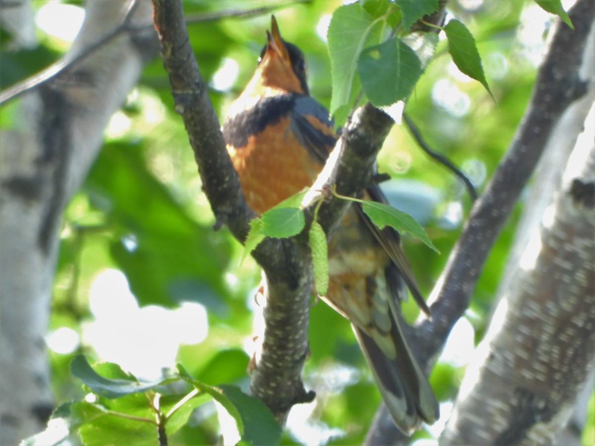 Varied Thrush - ML247162081