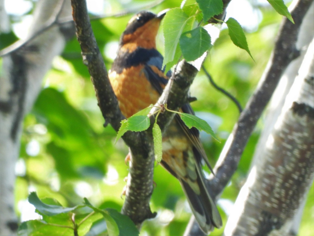 Varied Thrush - ML247162091