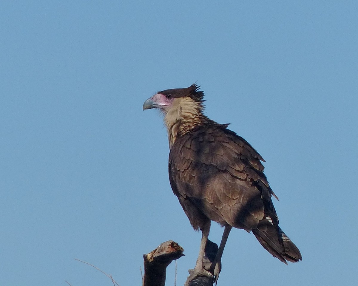 Caracara huppé (cheriway) - ML24716241