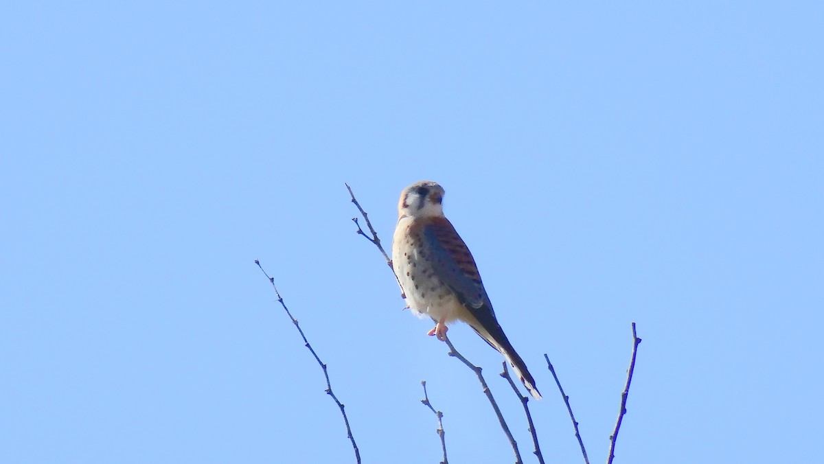 American Kestrel - ML247162781
