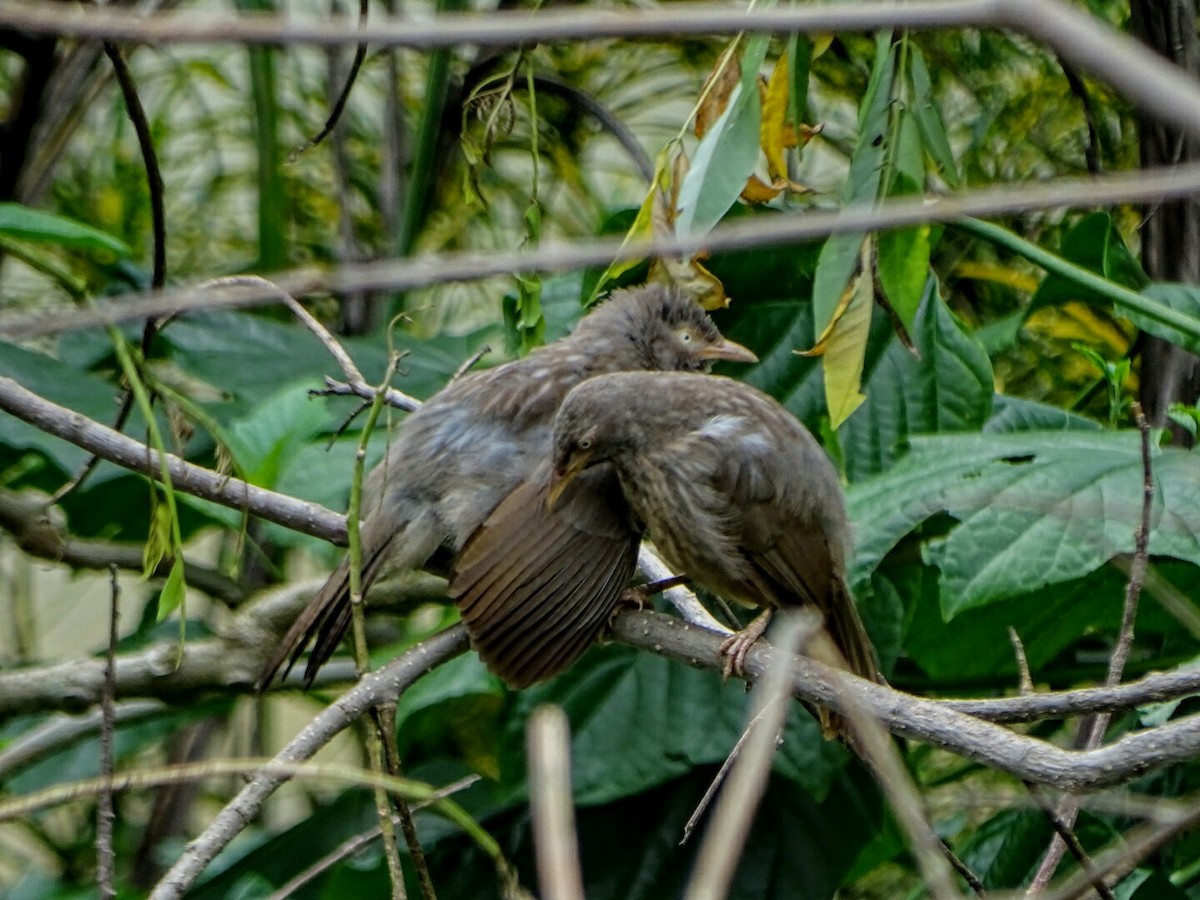 Jungle Babbler - ML247163371