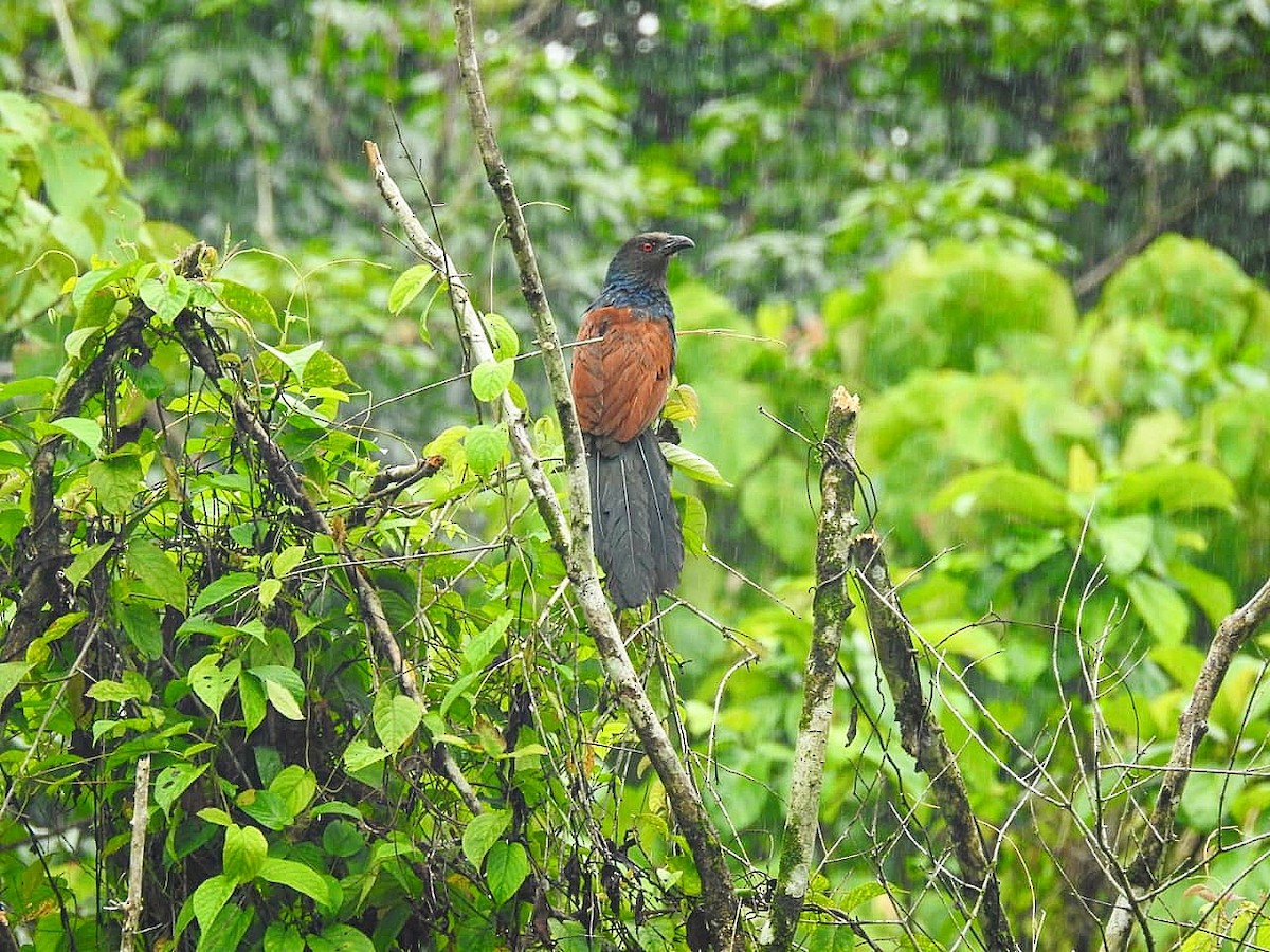 Greater Coucal (Southern) - ML247163431
