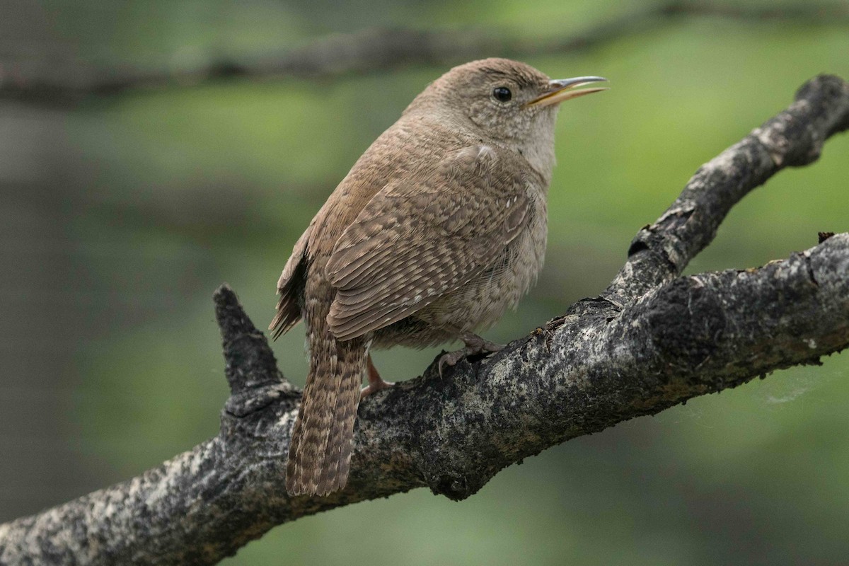 Northern House Wren - Eric VanderWerf