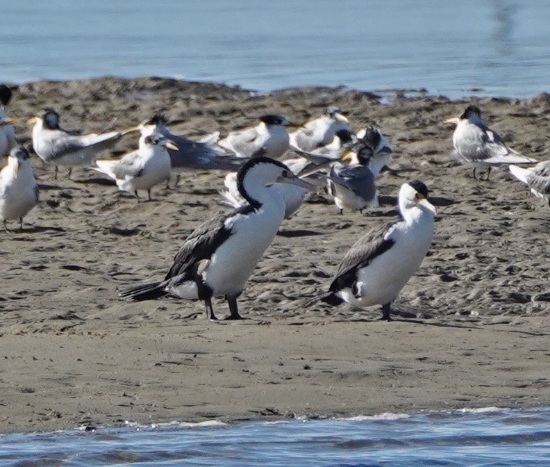 Cormorán Pío - ML247164721