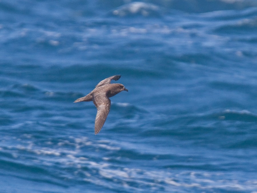 Great-winged Petrel - ML247166141