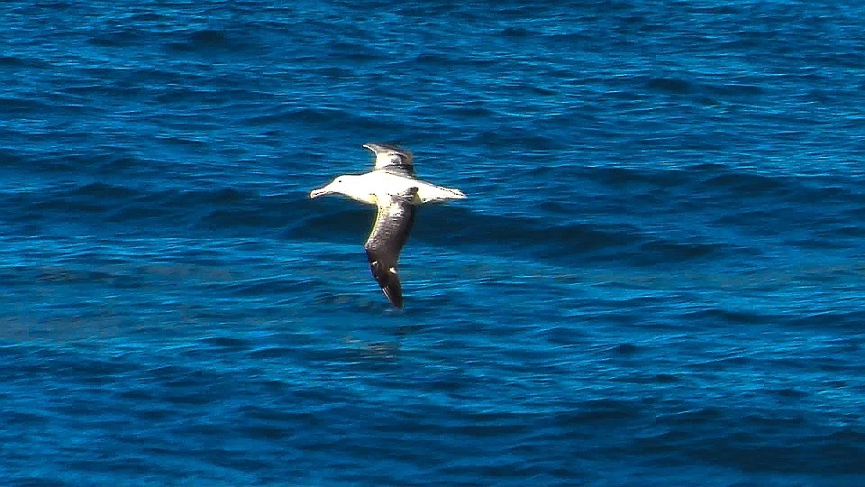 Albatros de Sanford ou A. royal - ML247166261