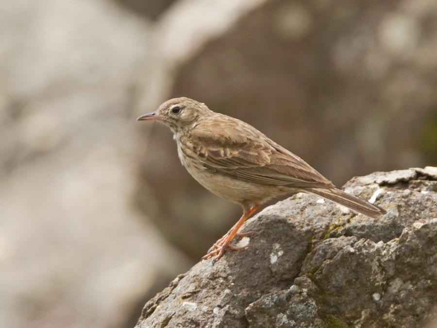 Nicholson's Pipit - Niall D Perrins