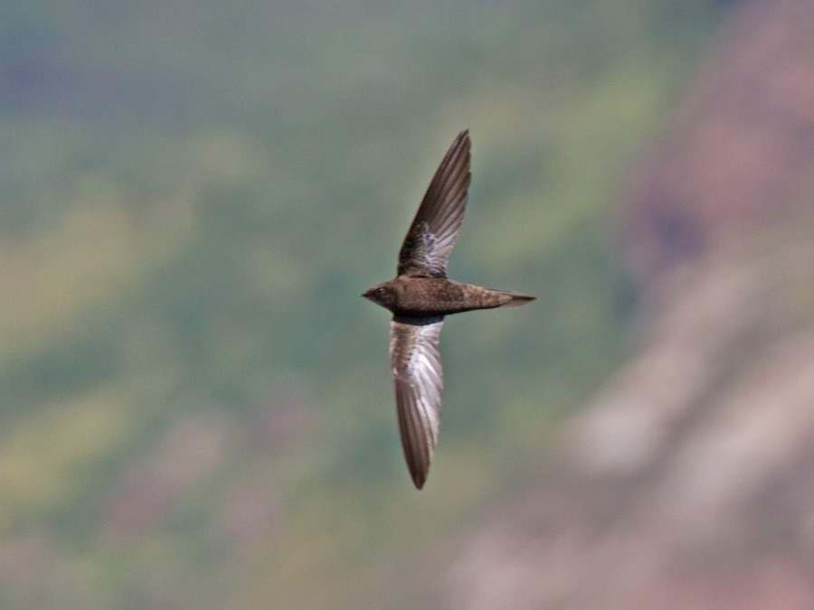 African Swift (African) - Niall D Perrins