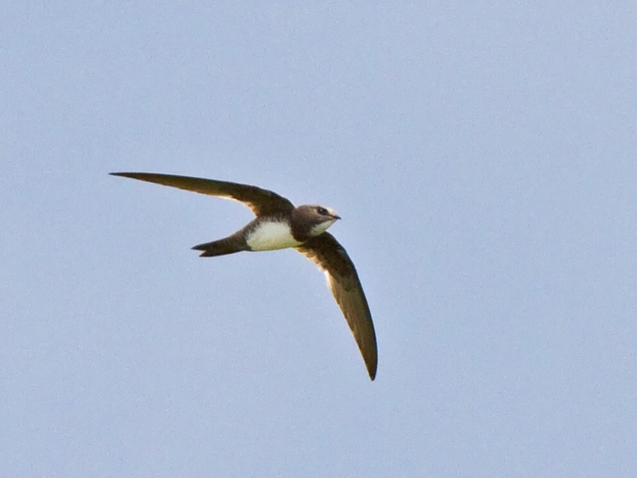 Alpine Swift - ML247166611