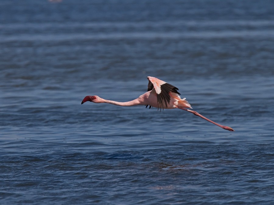 Lesser Flamingo - ML247167041