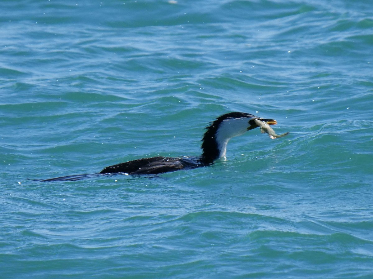 Little Pied Cormorant - ML247168051