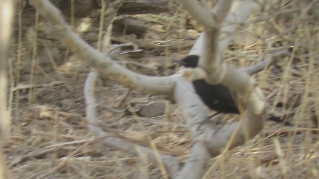 Black Scrub-Robin - ML247168091