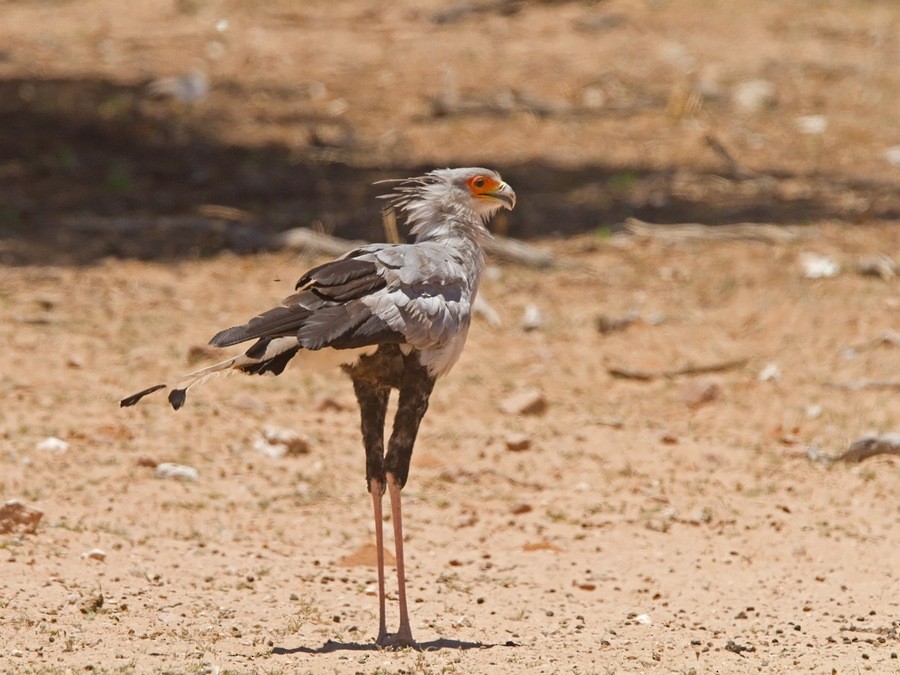 Secretarybird - Niall D Perrins