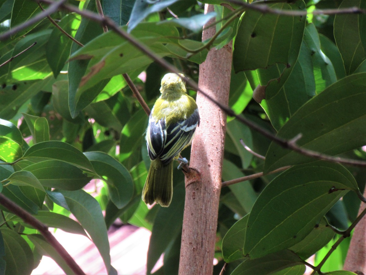 Common Iora - ML247170331