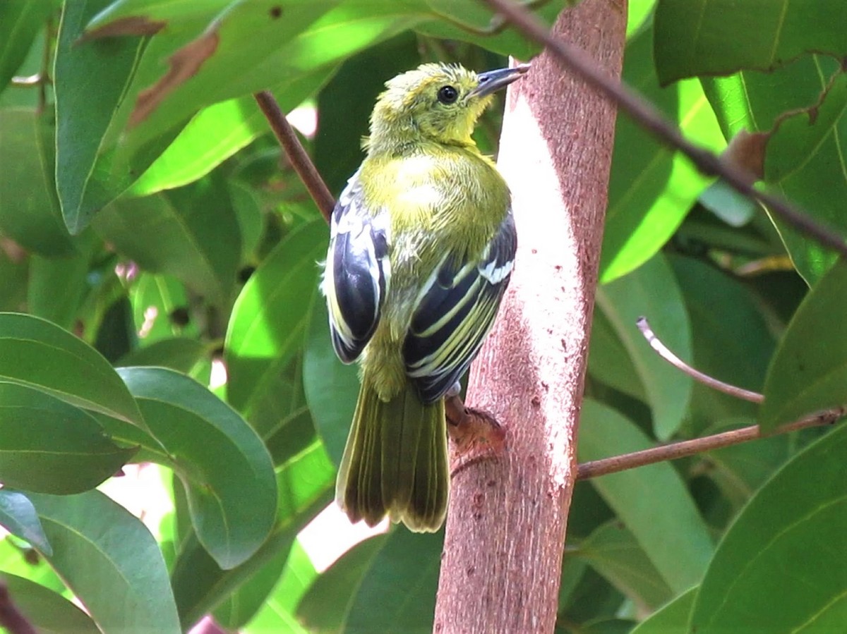 Common Iora - ML247171511