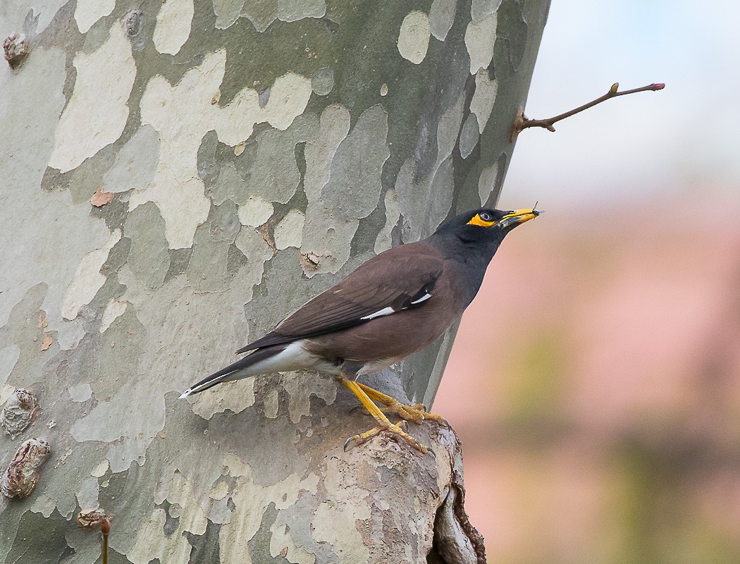 Common Myna - Sedat Asar