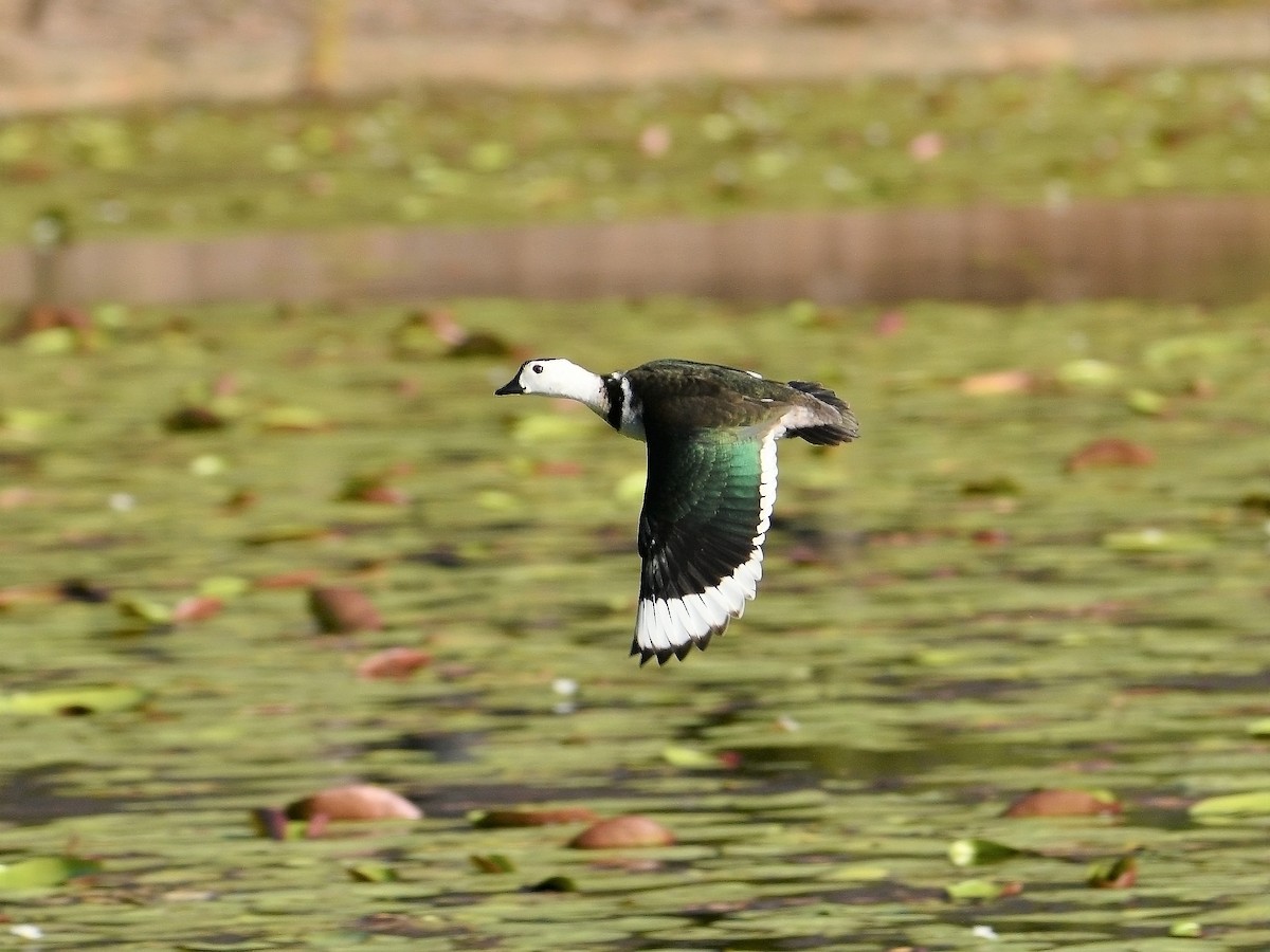 Cotton Pygmy-Goose - Michael Daley