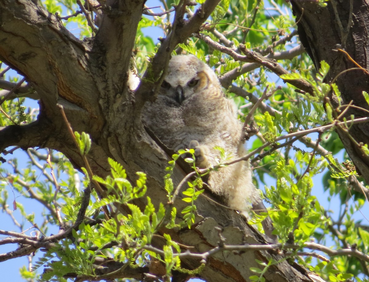Great Horned Owl - ML247173151