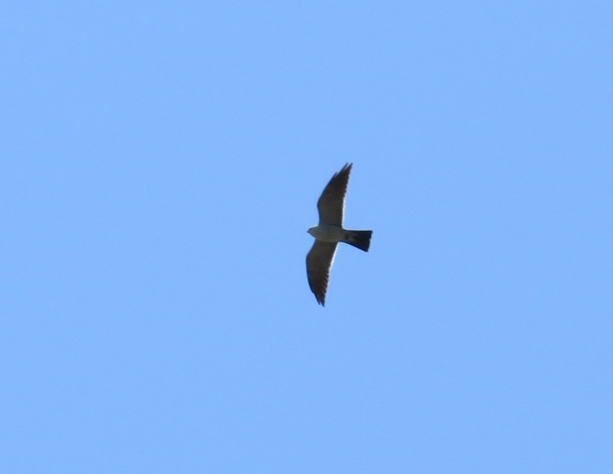 Mississippi Kite - ML247173201