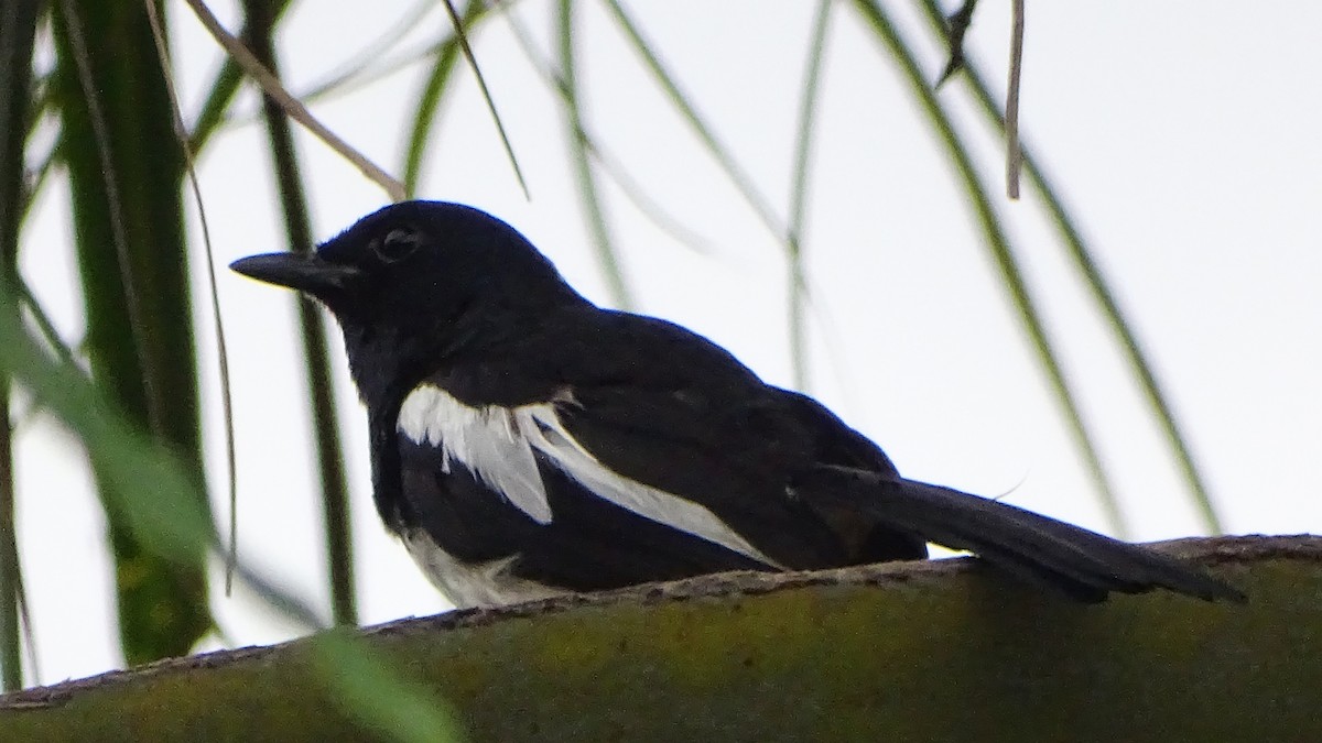 Philippine Magpie-Robin - Kim Cancino