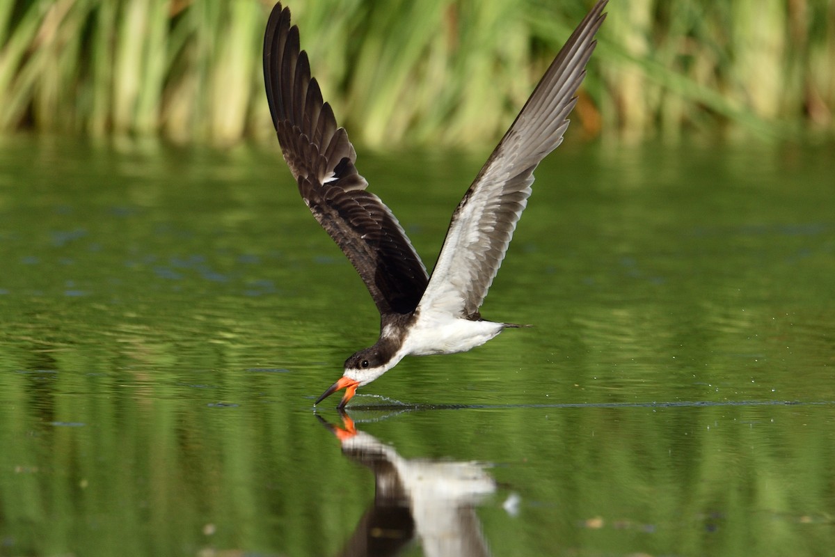 Black Skimmer - ML247174131