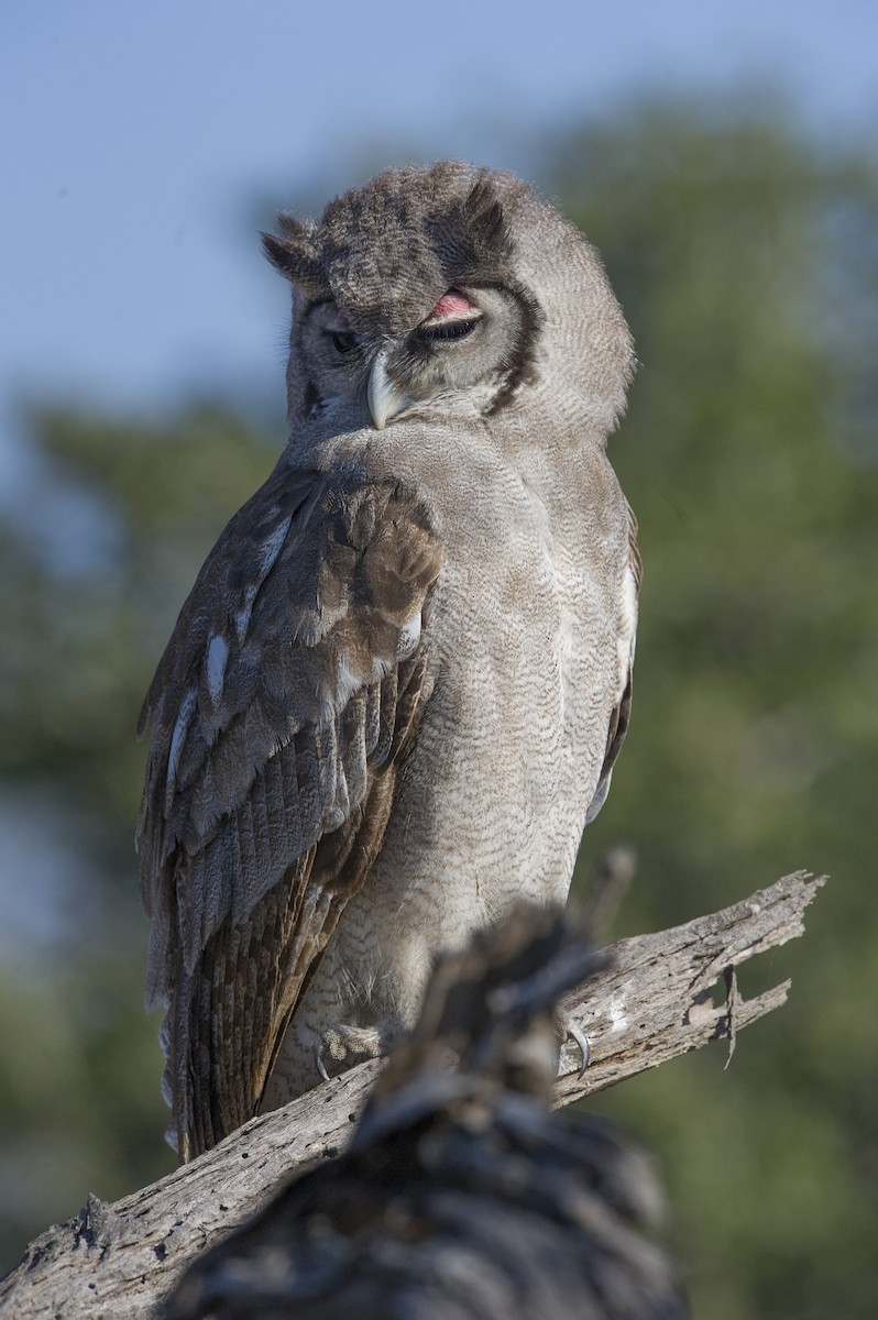 Verreaux's Eagle-Owl - ML247177051