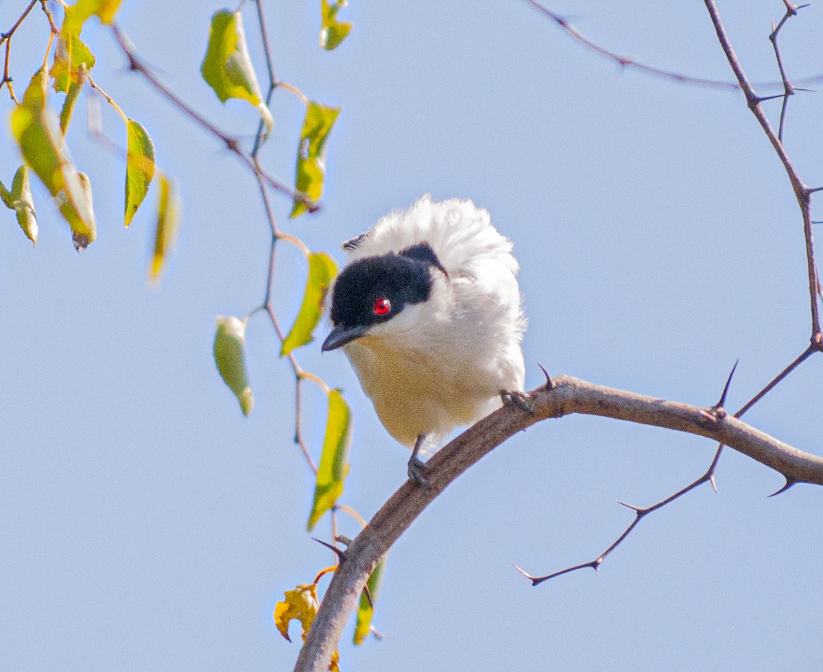 Black-backed Puffback - ML247177261