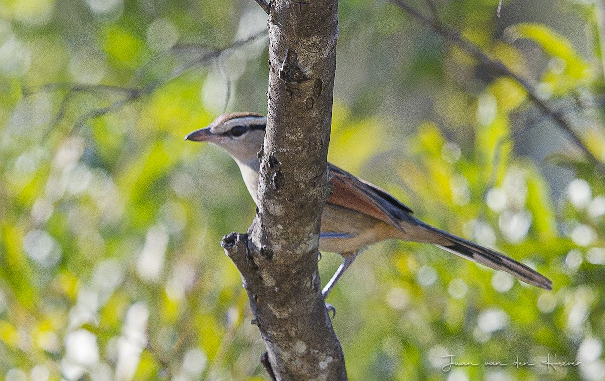 Brown-crowned Tchagra - ML247177281